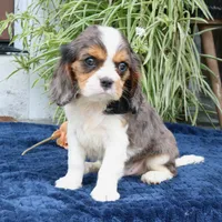 Juno, a male Cavalier King Charles Spaniel for sale in Narvon, PA – 8 of 10