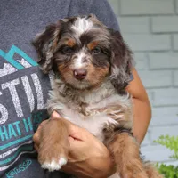 Ruby, a female Bernedoodle for sale in Narvon, PA – 5 of 9