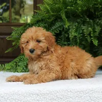 Ava, a female Miniature Goldendoodle for sale in Narvon, PA – 6 of 9