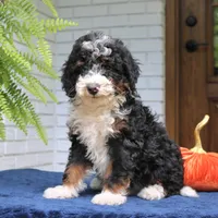 Piper, a male Miniature Bernedoodle for sale in Narvon, PA – 5 of 7