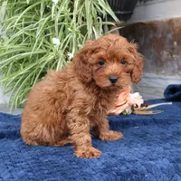 Kings, a male Cavapoo for sale in Narvon, PA – 4 of 5