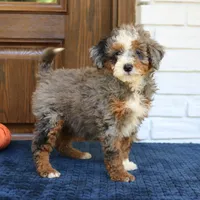 Stella, a female Miniature Bernedoodle for sale in Narvon, PA – 4 of 6