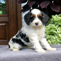 Cora, a female Cavapoo for sale in Narvon, PA – 2 of 6