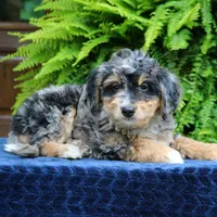 Roland, a male Bernedoodle for sale in Narvon, PA – 4 of 9