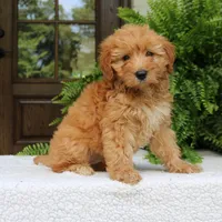 Ava, a female Miniature Goldendoodle for sale in Narvon, PA – 1 of 9