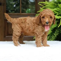 Walter, a male Miniature Goldendoodle for sale in Narvon, PA – 10 of 10