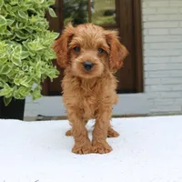 Martin, a male Cavapoo for sale in Narvon, PA – 2 of 7