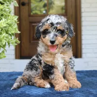 Esther, a female Bernedoodle for sale in Narvon, PA – 6 of 6