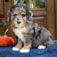 Gus, a male Bernedoodle for sale in Narvon, PA – 7 of 8