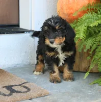 Blair, a female Miniature Bernedoodle for sale in Narvon, PA – 4 of 6