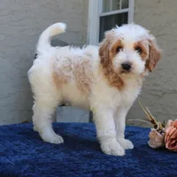 Dustin, a male Goldendoodle for sale in Narvon, PA – 2 of 7