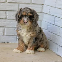 Duke, a male Bernedoodle for sale in Narvon, PA – 6 of 8