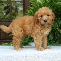 Ava, a female Miniature Goldendoodle for sale in Narvon, PA – 7 of 9