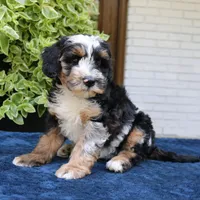 Earl II, a male Bernedoodle for sale in Narvon, PA – 1 of 7