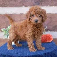 Sammy, a male Miniature Goldendoodle for sale in Narvon, PA – 5 of 5
