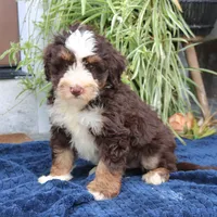 Paisley, a female Miniature Bernedoodle for sale in Narvon, PA – 4 of 7