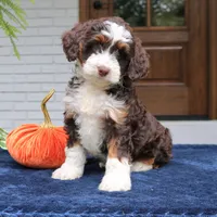 Millie, a female Miniature Bernedoodle for sale in Narvon, PA – 9 of 10