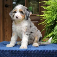 Ranger, a male Bernedoodle for sale in Narvon, PA – 3 of 8