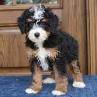 Shadow, a male Miniature Bernedoodle for sale in Narvon, PA – 3 of 9