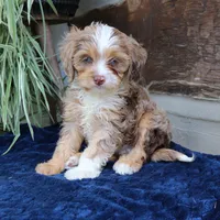 Kirby, a male Cavapoo for sale in Narvon, PA – 8 of 10