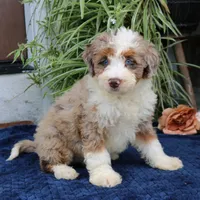 Penny, a female Miniature Bernedoodle for sale in Narvon, PA – 3 of 9