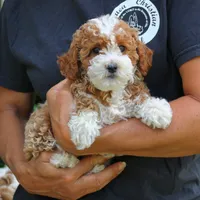 Jolene, a female Cavapoo for sale in Narvon, PA – 8 of 8