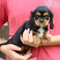 Jalena, a female Cavalier King Charles Spaniel for sale in Narvon, PA – 9 of 9