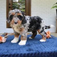 Daisy, a female Bernedoodle for sale in Narvon, PA – 6 of 6