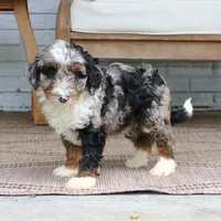 Milo, a male Miniature Bernedoodle for sale in Narvon, PA – 8 of 10