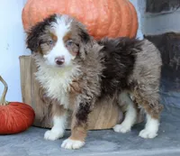 Bella , a female Miniature Bernedoodle for sale in Narvon, PA – 2 of 5