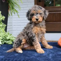 Mary, a female Bernedoodle for sale in Narvon, PA – 4 of 4