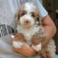 Levi, a male Bernedoodle for sale in Narvon, PA – 7 of 7