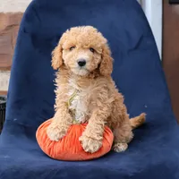 Layla, a female Miniature Goldendoodle for sale in Narvon, PA – 5 of 6