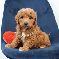 Legend, a male Miniature Goldendoodle for sale in Narvon, PA – 6 of 7