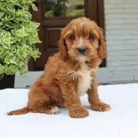 Max, a male Cavapoo for sale in Narvon, PA – 3 of 6