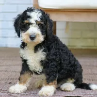 Bear, a male Bernedoodle for sale in Narvon, PA – 7 of 8