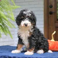 Piper, a male Miniature Bernedoodle for sale in Narvon, PA – 4 of 7