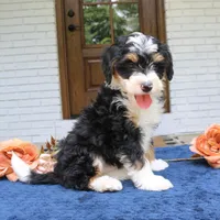 Earl, a male Miniature Bernedoodle for sale in Narvon, PA – 2 of 6