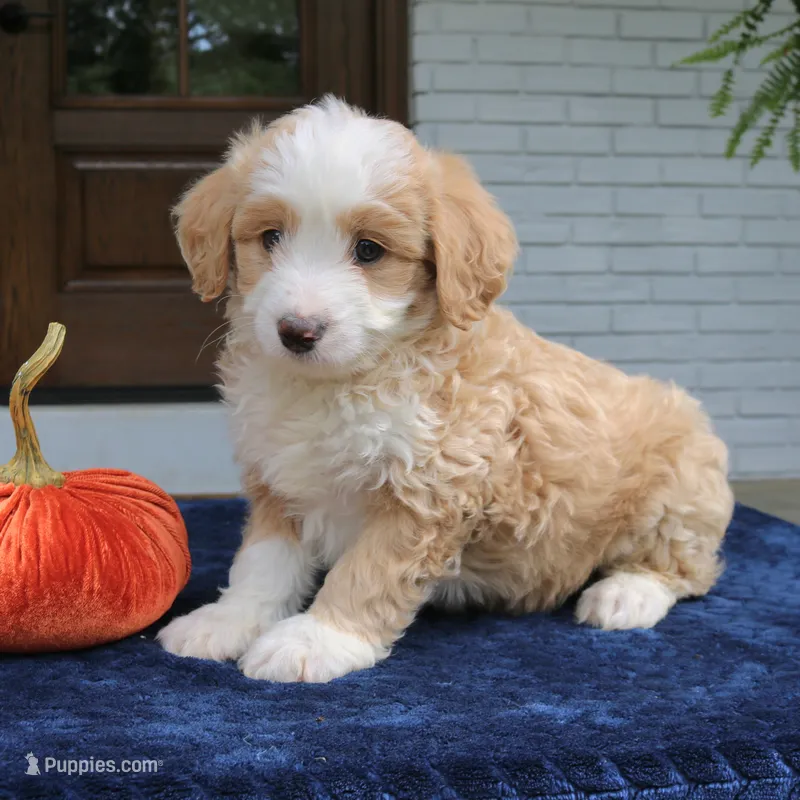 Moose – Miniature Bernedoodle puppy for sale in Narvon, PA
