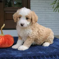 Moose, a male Miniature Bernedoodle for sale in Narvon, PA – 1 of 8