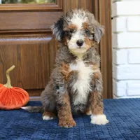 Stella, a female Miniature Bernedoodle for sale in Narvon, PA – 1 of 6