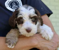 Winnie mini f1bb, a female Miniature Bernedoodle for sale in Narvon, PA – 2 of 4