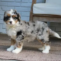 Gigi, a female Bernedoodle for sale in Narvon, PA – 2 of 9