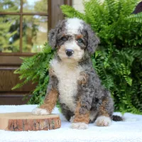 Buddy, a male Bernedoodle for sale in Narvon, PA – 4 of 9
