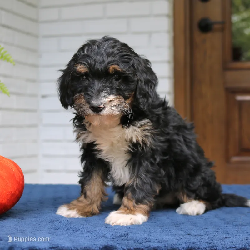 Phoebe – Miniature Bernedoodle puppy for sale in Narvon, PA
