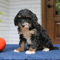 Phoebe, a female Miniature Bernedoodle for sale in Narvon, PA – 1 of 6
