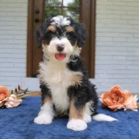 Earl, a male Miniature Bernedoodle for sale in Narvon, PA – 4 of 6