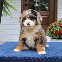 Lexi, a female Bernedoodle for sale in Narvon, PA – 4 of 9