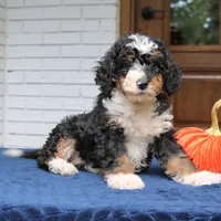 Penny, a female Miniature Bernedoodle for sale in Narvon, PA – 4 of 9