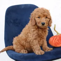 Levi, a male Miniature Goldendoodle for sale in Narvon, PA – 2 of 6